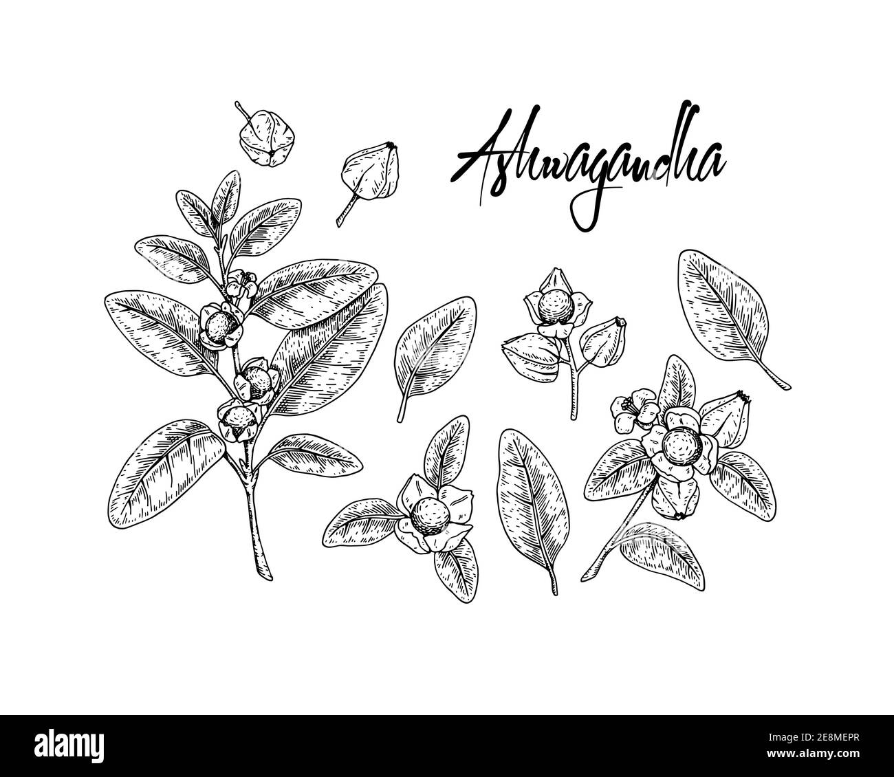 Set of hand drawn Ashwagandha branches with berries  and leaves isolated on white background. Vector illustration in sketch style. Stock Vector