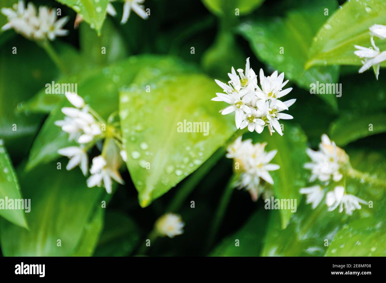 wild garlic blossom in dew drops. green nature background view from the top. leaves of wood garlic plant are used as salad, herb, in soup or for pesto Stock Photo