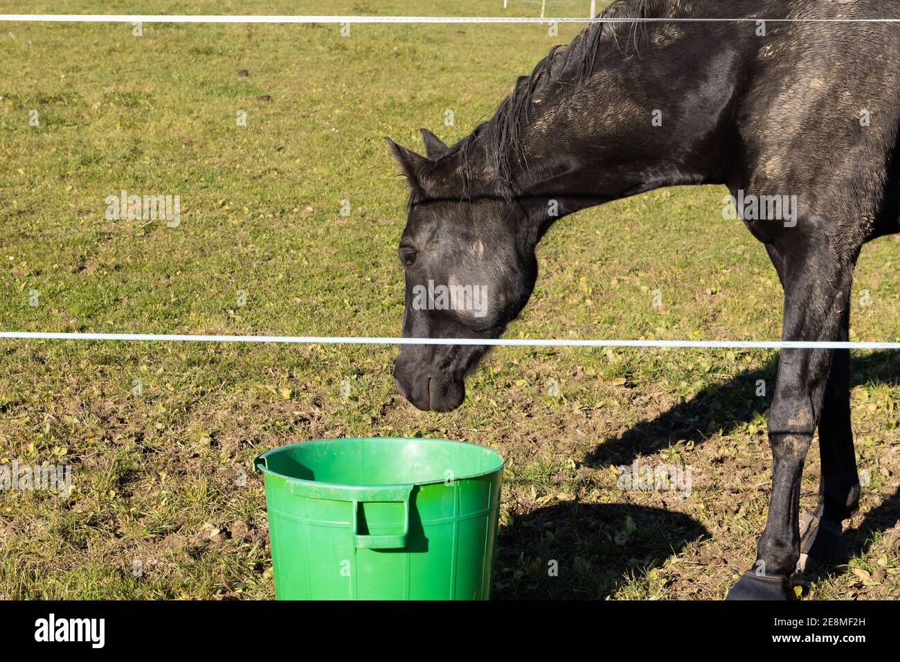 black horse eating from a green kettle, green meadow in the background, in the morning without person Stock Photo