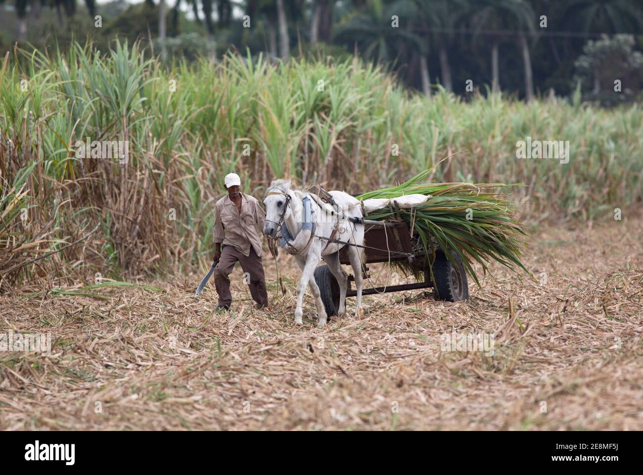 Farm worker leading horse with cut Sugar Cane on back of cart, Cuba Stock Photo