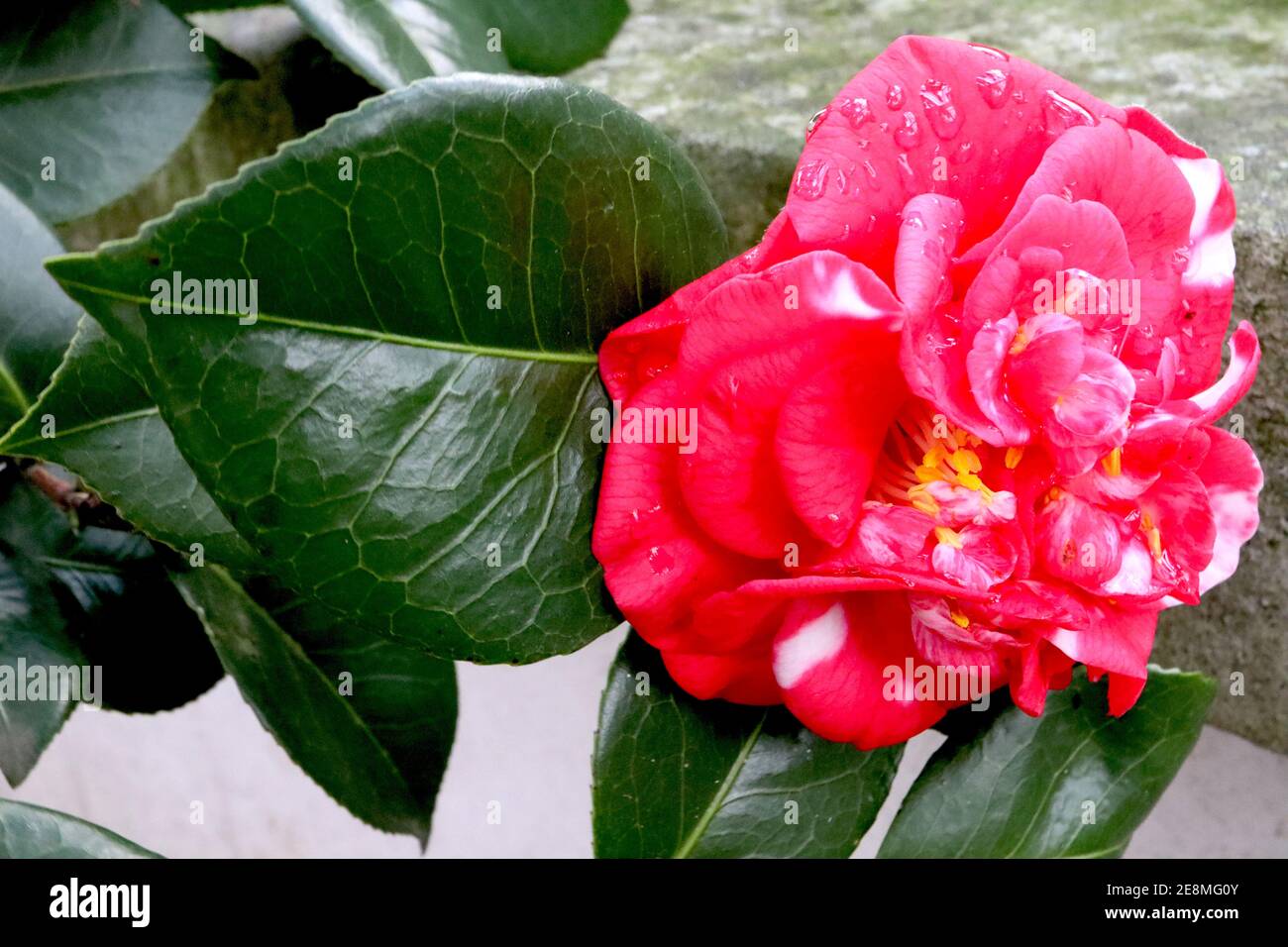 Camellia japonica ‘Adolphe Audusson Variegated’ Camellia Adolphe Audusson – peony-form double red flower with splashes of white,  January, England, UK Stock Photo