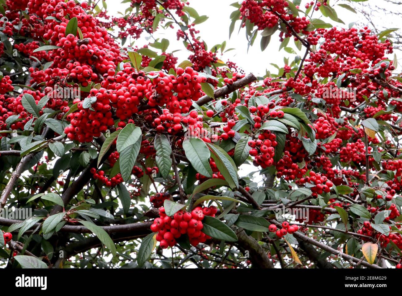 Cotoneaster ‘Saint Monica’ Masses of red berry clusters amid deeply veined dark green leaves,  January, England, UK Stock Photo