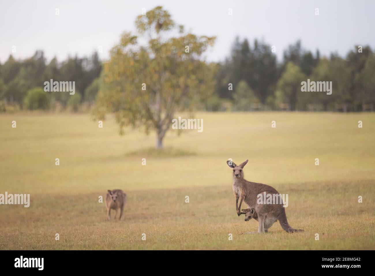 Eastern Grey kangaroos (Macropus giganteus) a mother and her baby joey in pouch, have become pests in the wine country region of the Hunter Valley, NS Stock Photo