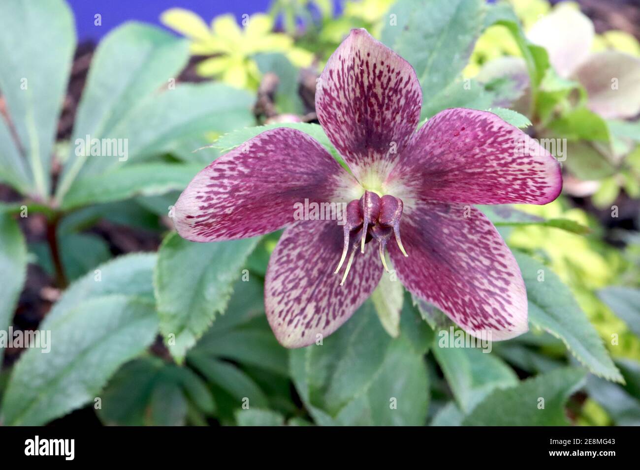 Hellebore x hybridus  Pale brown pink single hellebore with heavily spotted purple freckles January, England, UK Stock Photo