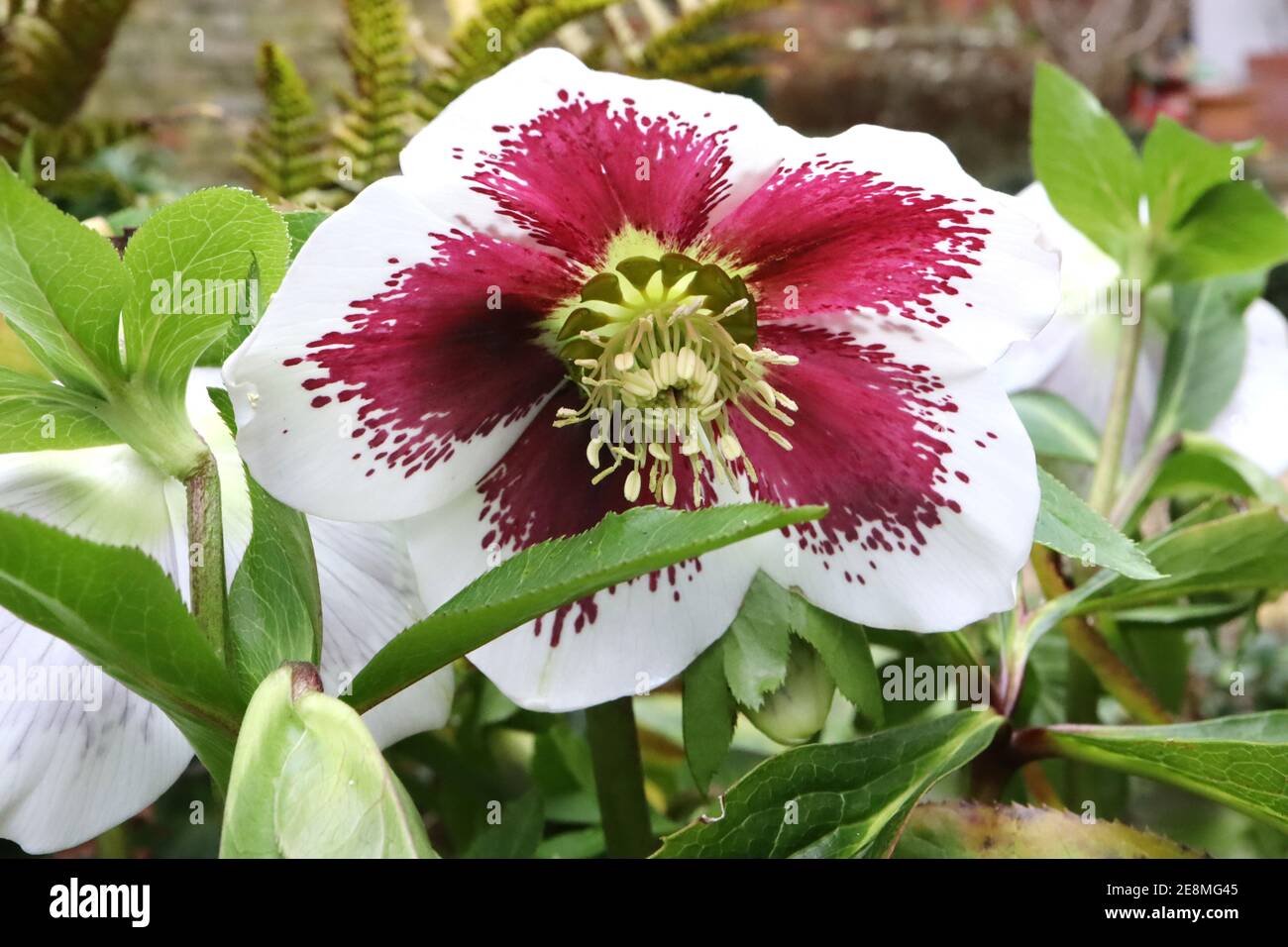 Hellebore x hybridus  White single hellebore with heavily spotted purple freckles,  January, England, UK Stock Photo
