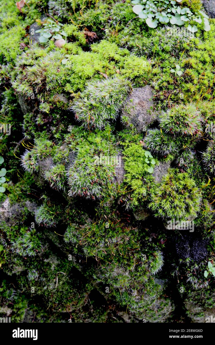 Bryophytes or moss balls growing on gravestone Stock Photo