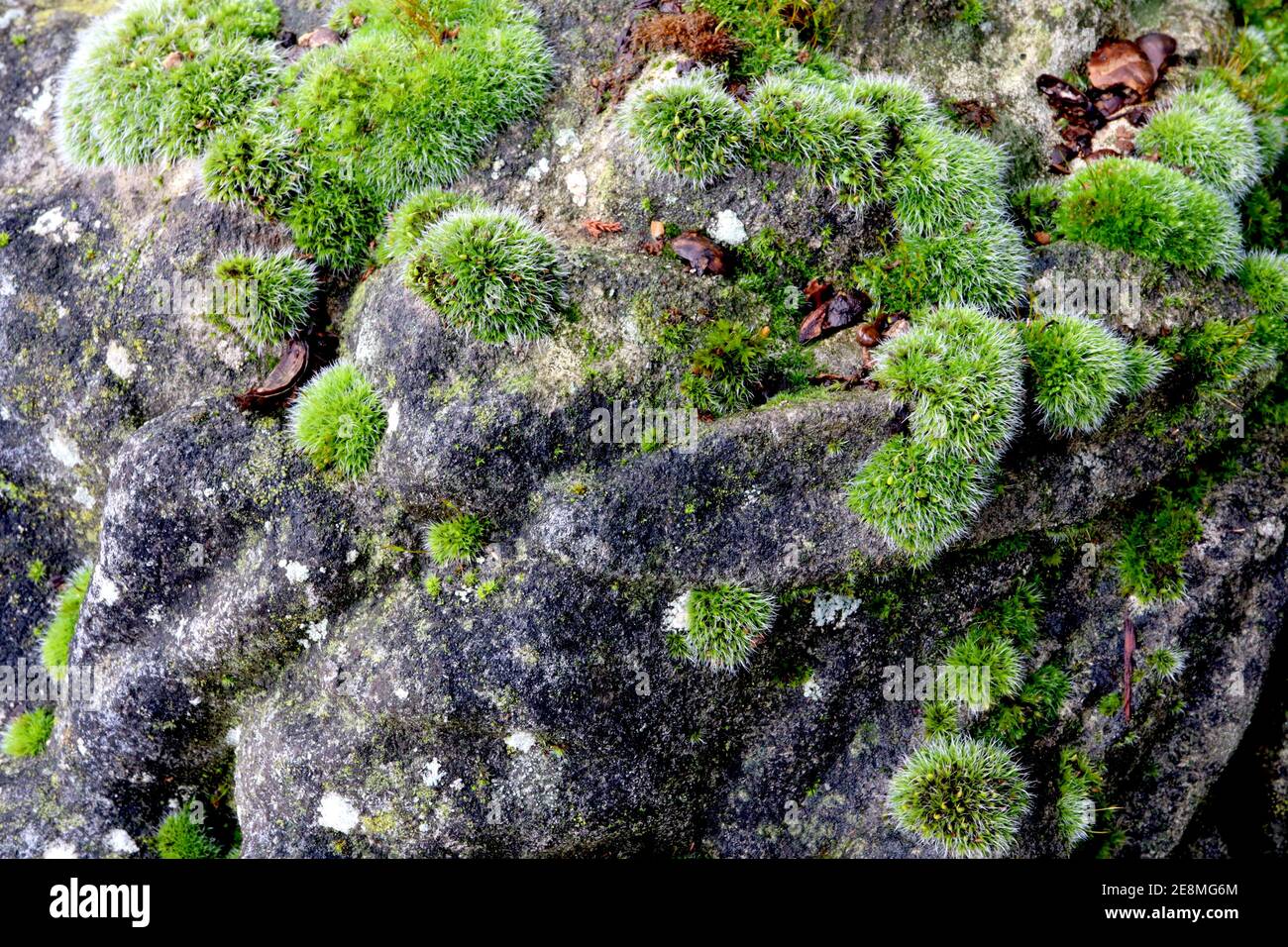 Bryophytes or moss balls growing on gravestone Stock Photo