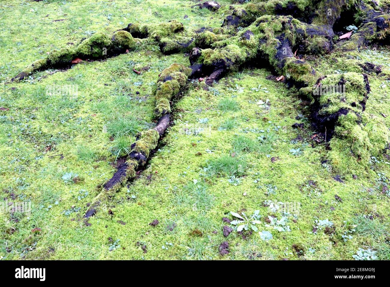 Bryophyta or moss lawn Stock Photo