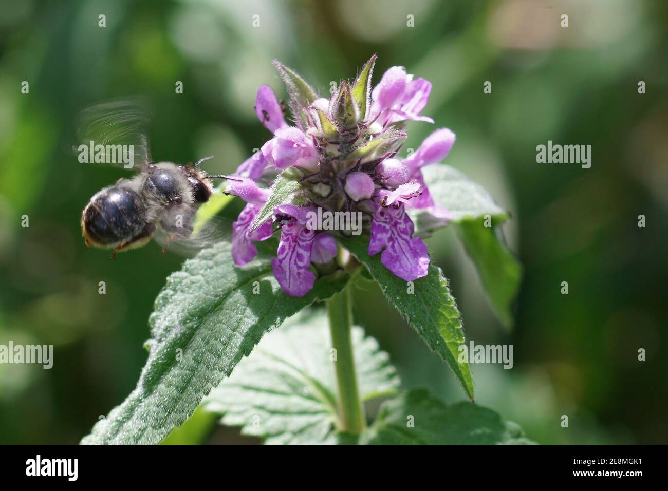 A Tailed Flower Bee, Anthophora furcata, approaching one of her hostplants, Hedgenettles or Stachys. Stock Photo