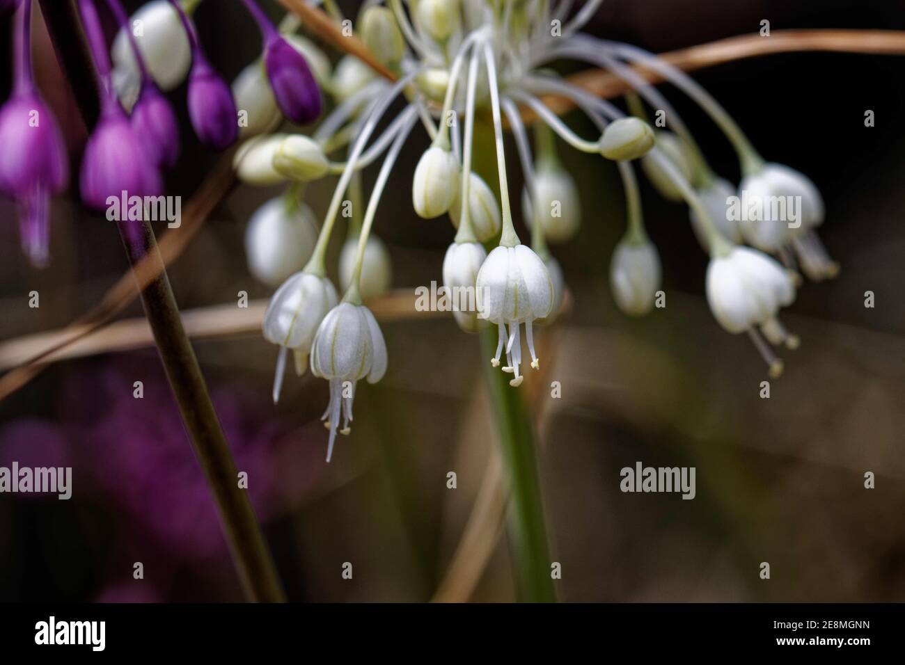 Allium carinatum, the keeled garlic or witch's garlic, is a perennial plant up to 60 cm tall. It is widespread across central and southern Europe, Stock Photo