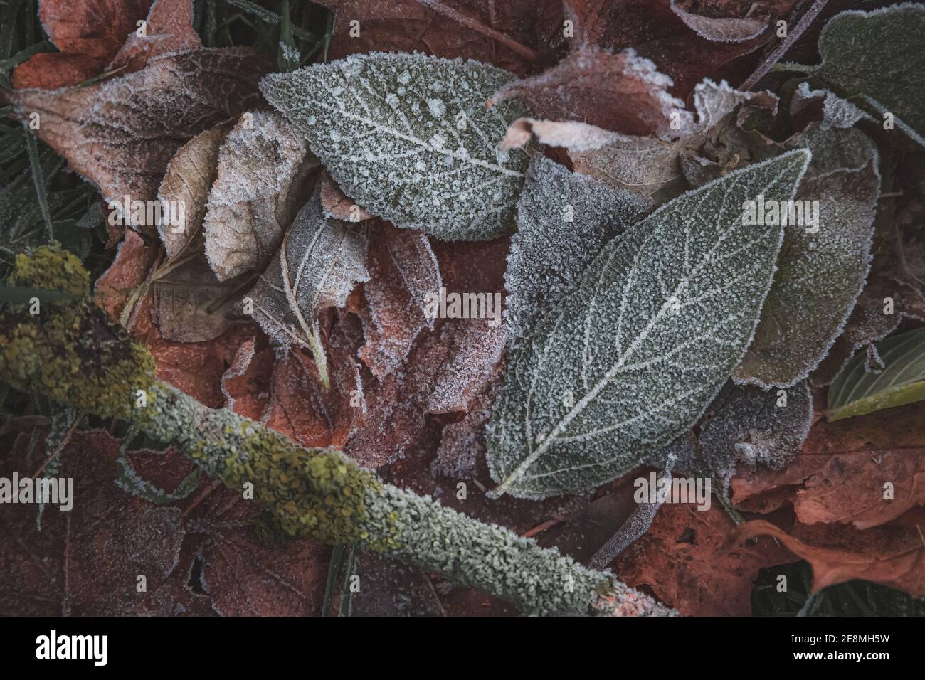 Detailed close up of natural texture from winter crystalised frost on leaves and grass on the ground in the Royal Botanic Garden Edinburgh. Stock Photo
