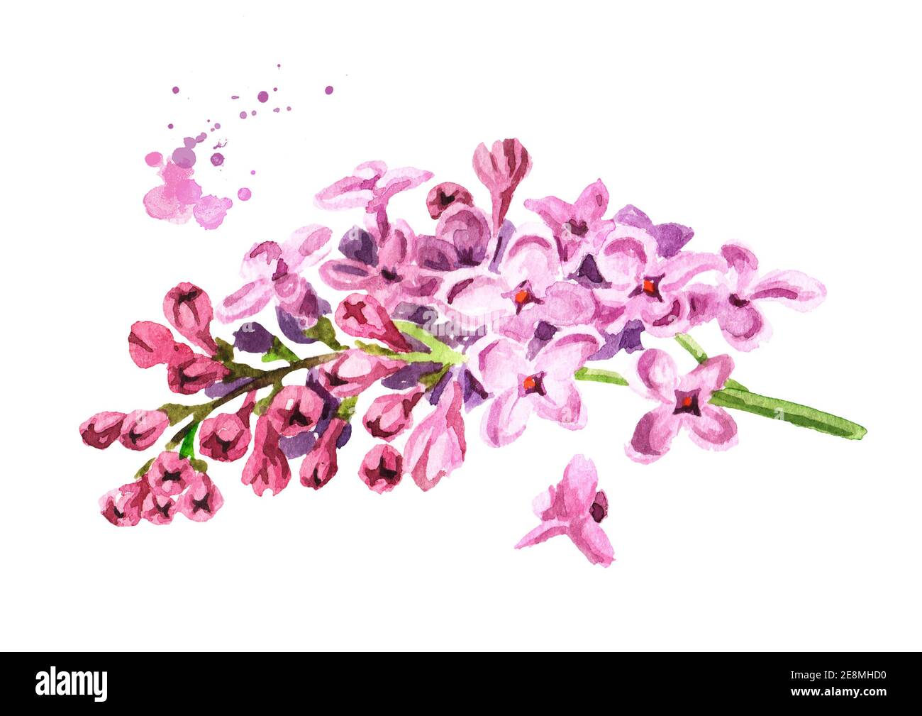 Lying branch of lilac with flowers. Hand drawn watercolor illustration ...
