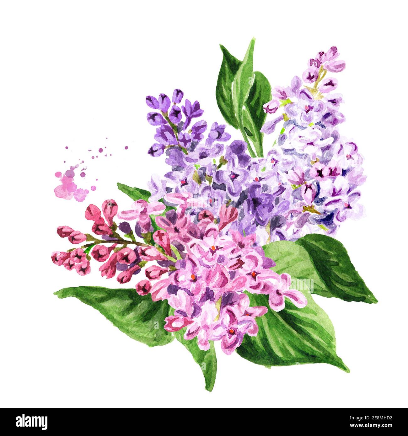 Lilac flowers of various sorts and colors. Hand drawn watercolor ...