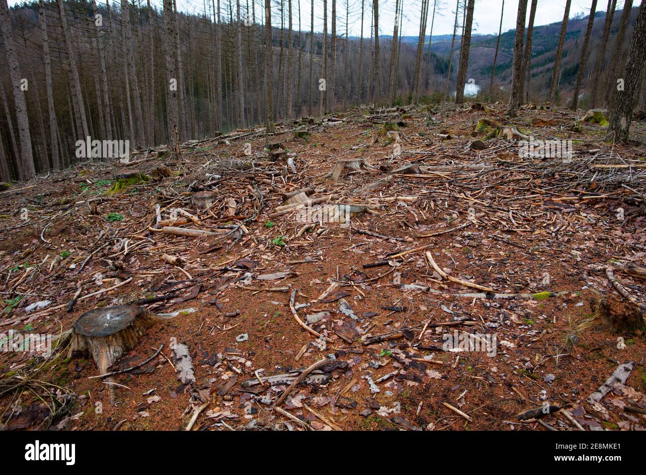 Waldsterben durch Borkenkäfer Stock Photo