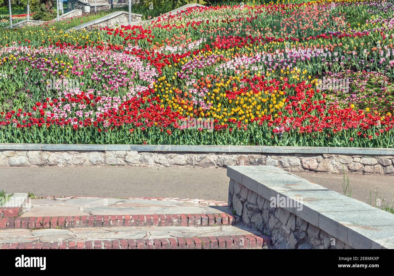 A beautiful flower bed in a recreation park on the song field in the historical center of Kiev near the Kiev-Pechersk Lavra. Stock Photo