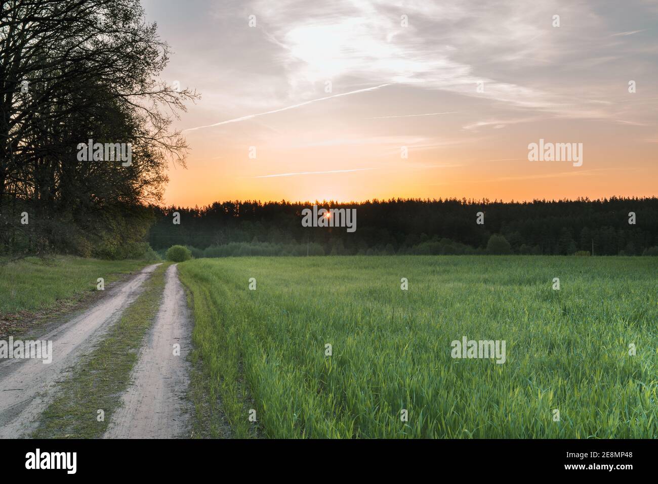 Sunset or dawn in a field with green grass, footpath and willows in the background. Early summer or spring. Landscape after rain with a light haze. Stock Photo
