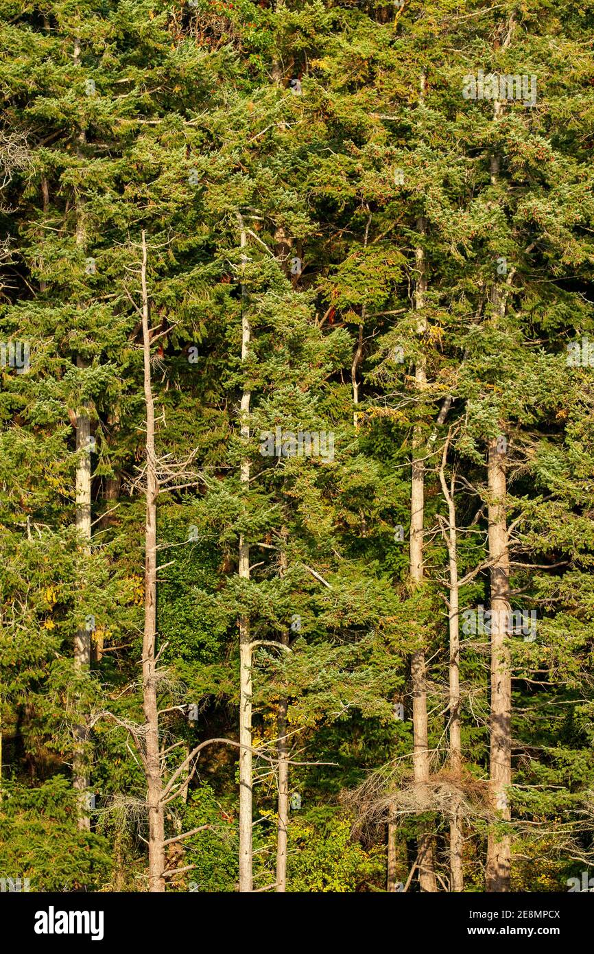 Pine trees of the Pacific Northwest, Washington State, USA Stock Photo