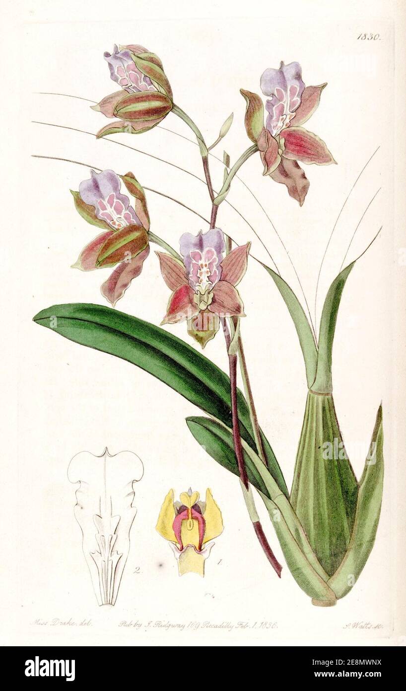 Miltonia russelliana (as Oncidium russellianum) - Edwards vol 22 pl 1830 (1836). Stock Photo