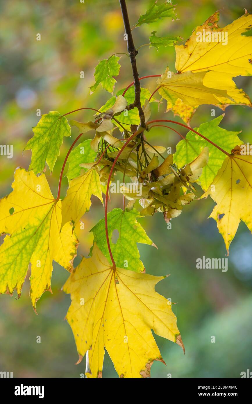maple tree leaves in the city park in Autumn colors Stock Photo - Alamy