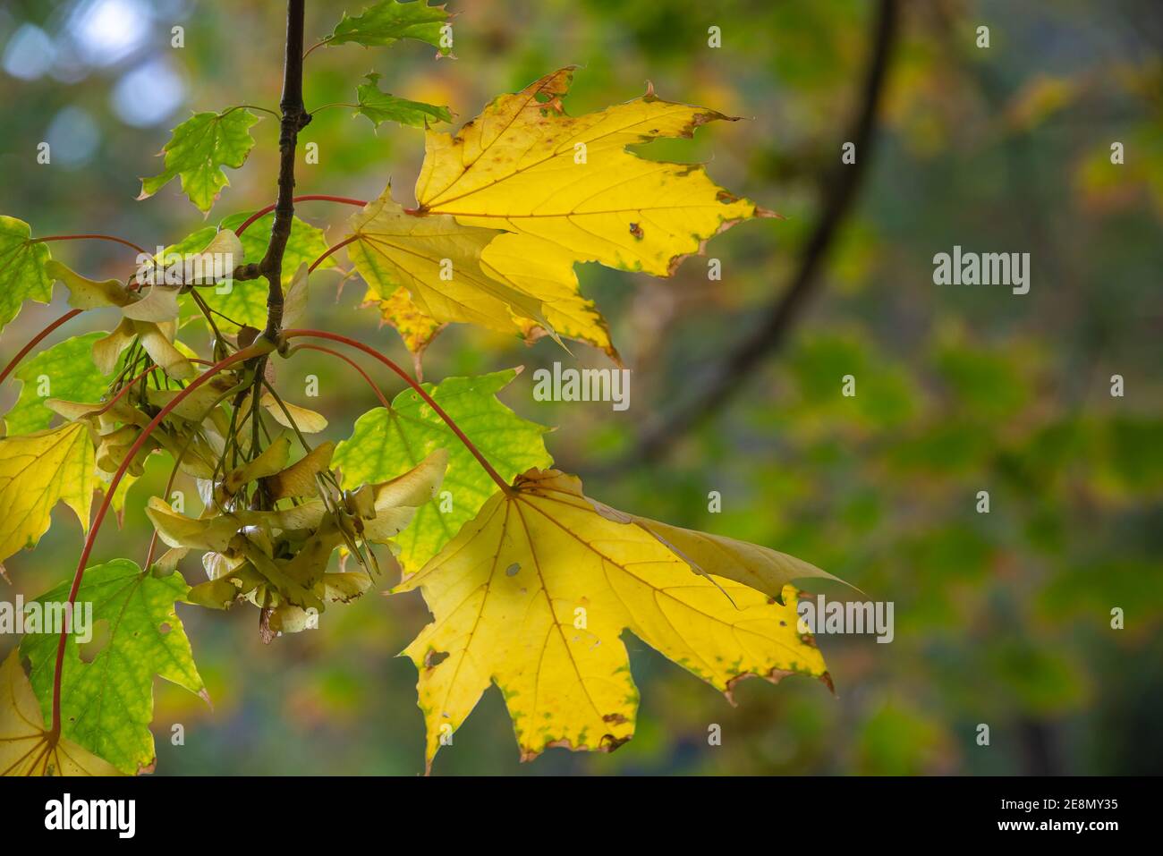 maple tree leaves in the city park in Autumn colors Stock Photo - Alamy