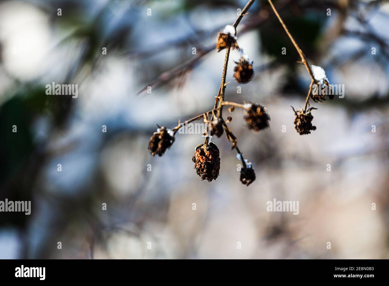 Withered raspberry in the winter Stock Photo - Alamy