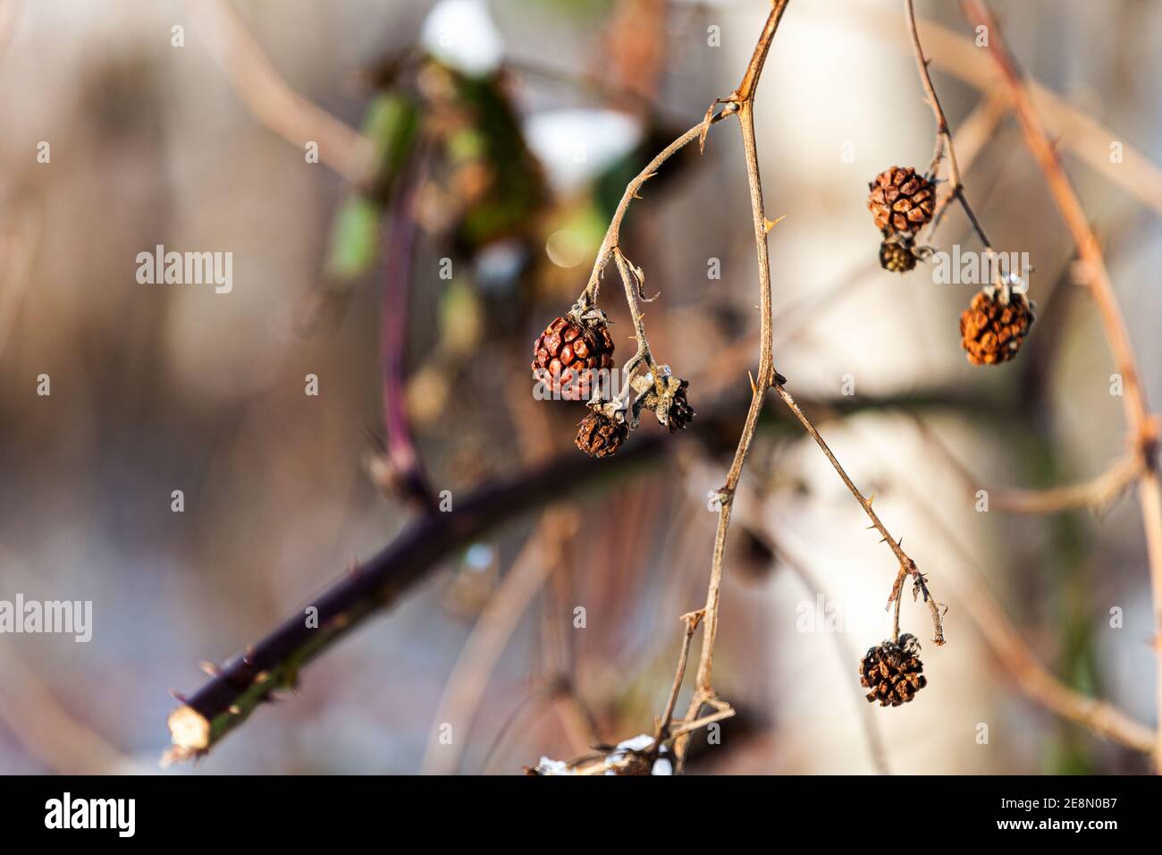 Withered raspberry in the winter Stock Photo - Alamy