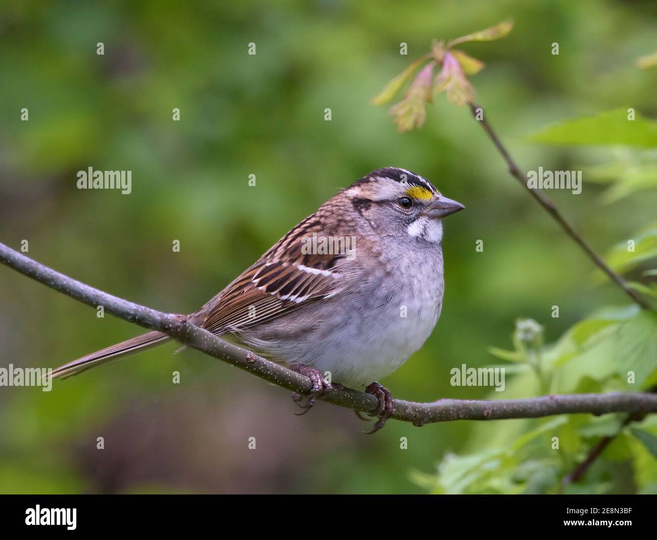 White-throated sparrow (Zonotrichia albicollis) perched on tree branch with soft green background Stock Photo