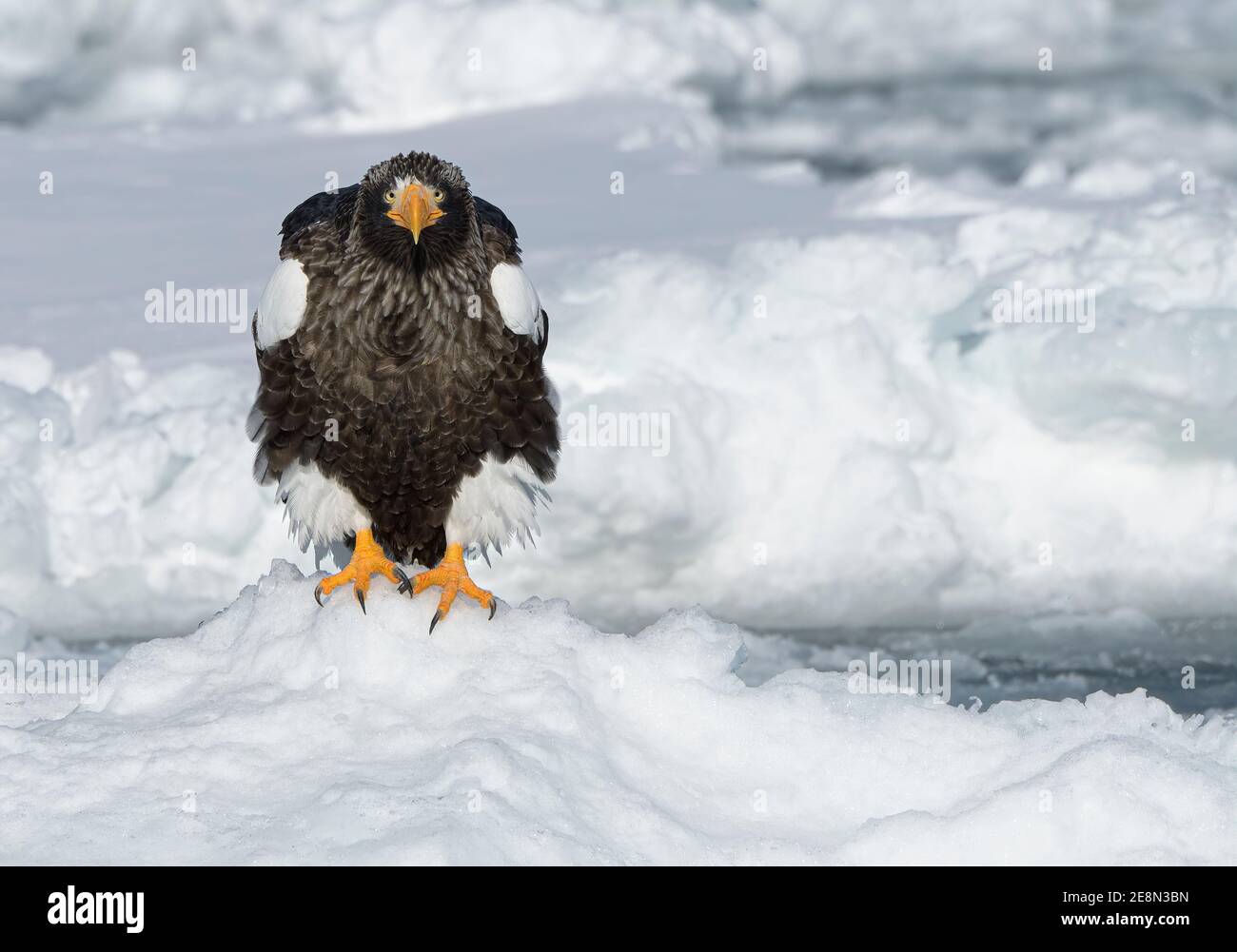 Steller's Sea Eagle (Haliaeetus pelagicus) on sea ice close up with feather detail Stock Photo