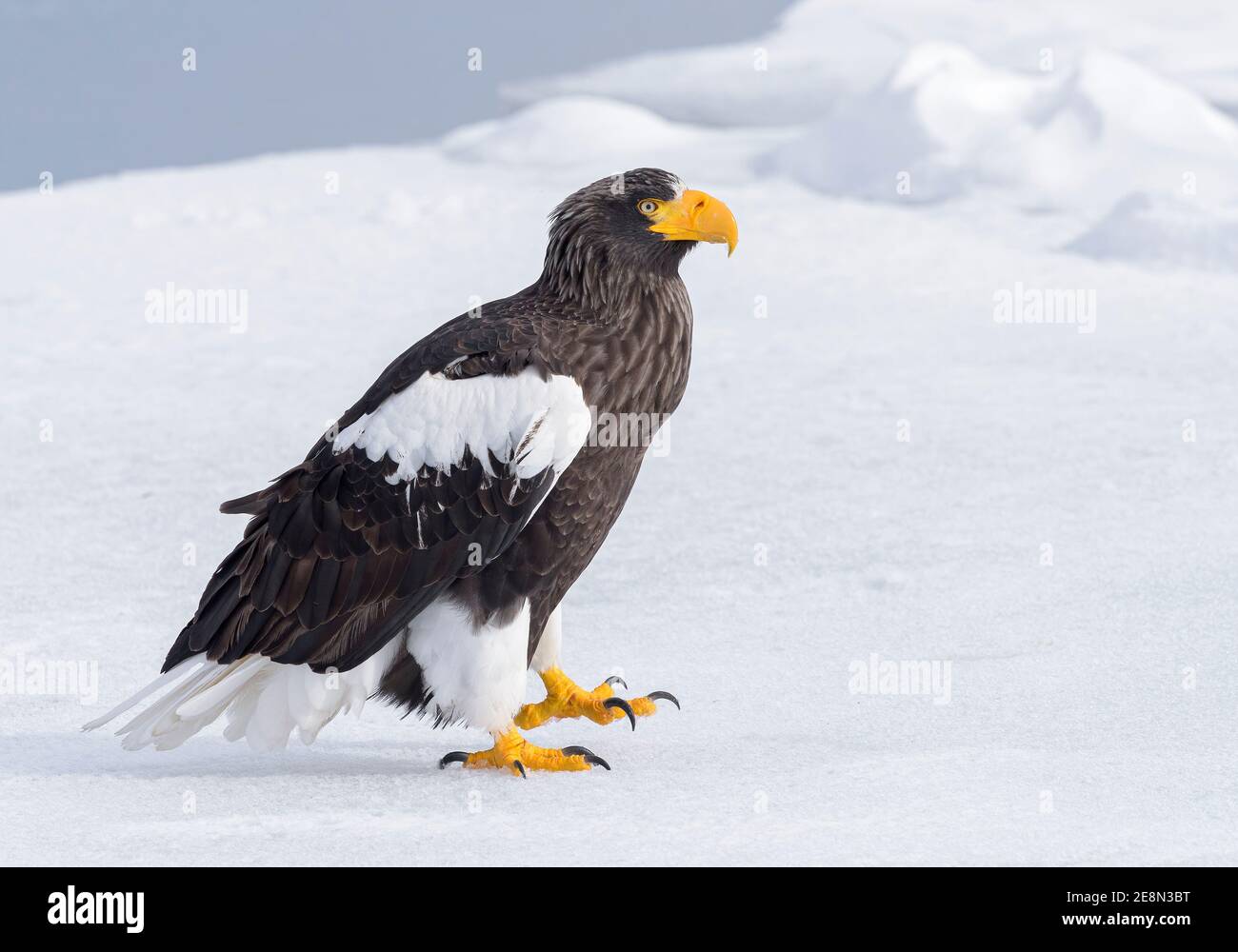 Steller's Sea Eagle (Haliaeetus pelagicus) on sea ice close up with feather detail Stock Photo