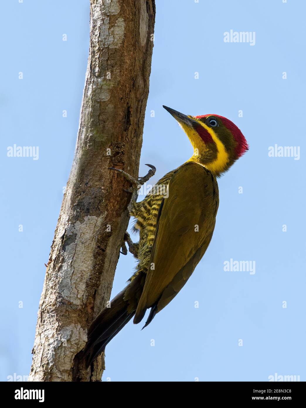 Lineated Woodpecker (Dryocopus lineatus) hanging on tree trunk, looking left, clean background, feather detail Stock Photo