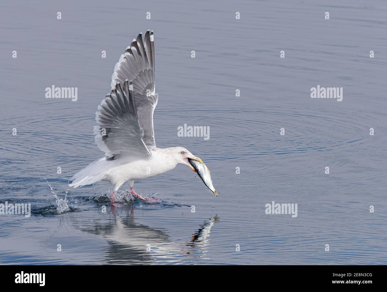 Glaucous gull landing on the sea with fish in its bill Stock Photo