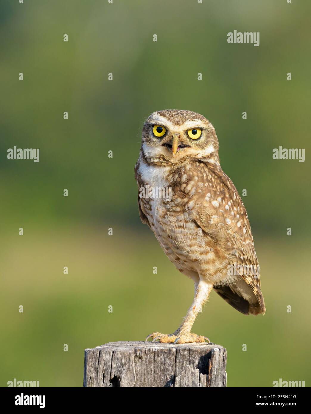 Burrowing Owl perched on post, soft green background, Stock Photo