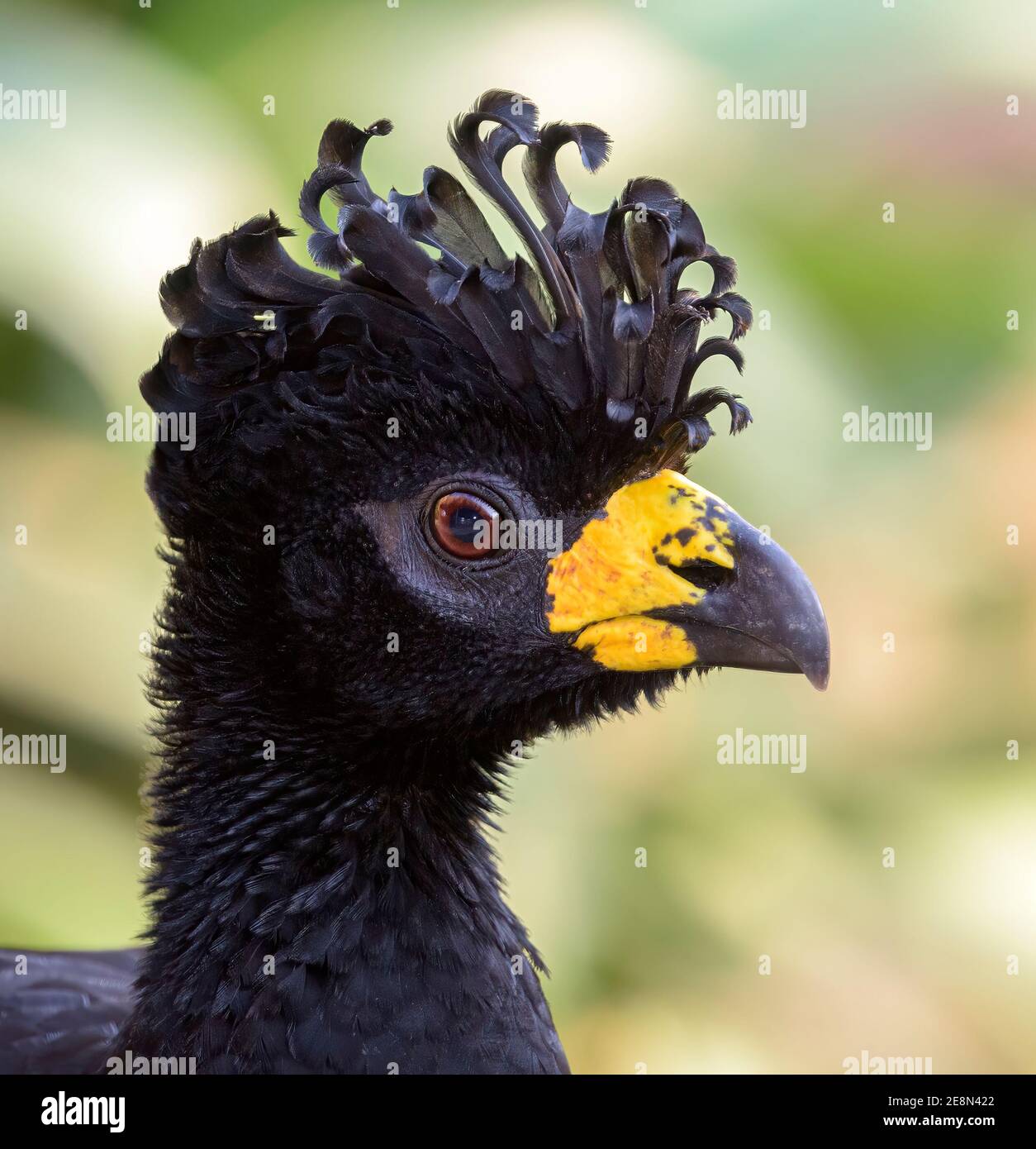 Bare-faced Curassow portrait looking right Stock Photo