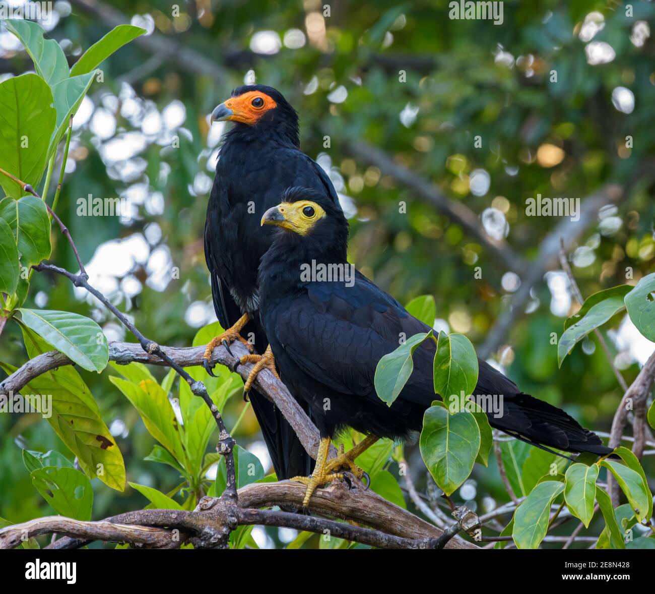 Adult and Juvenile black caracaras (Daptrius ater) in a jungle setting Stock Photo