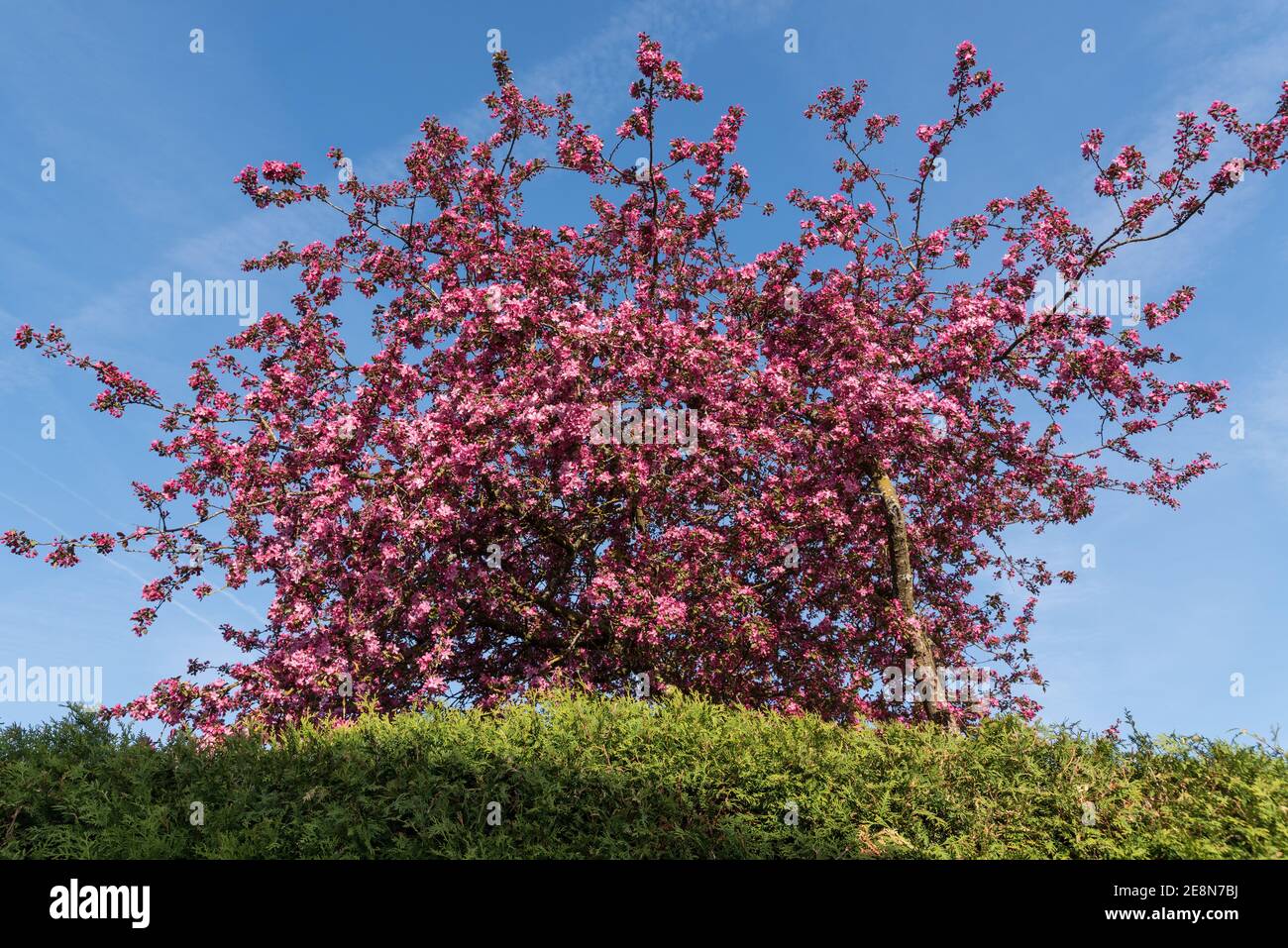 Bright Pink Multi-flowered Crabapple Tree - Blue Sky Stock Photo