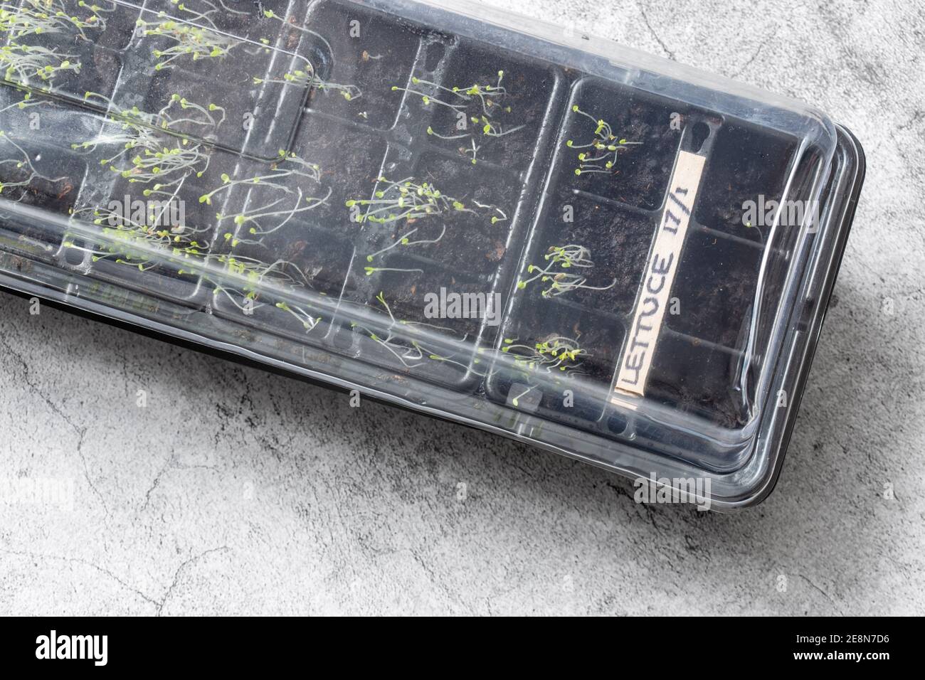 Lettuce seedlings in a plastic propagator labelled with date.  Concrete background Stock Photo