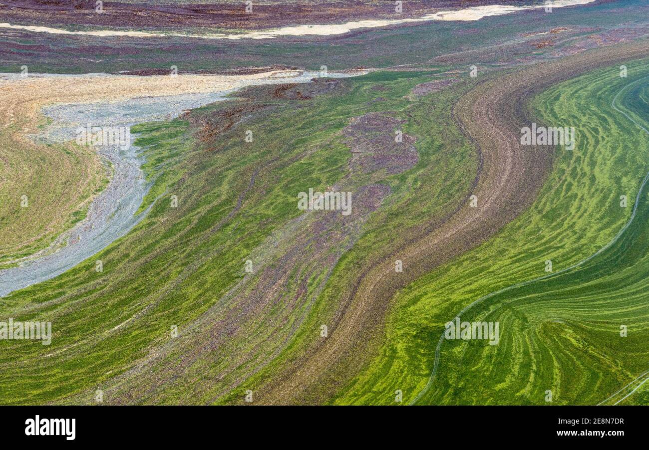 Green algae bloom on the surface of lakes is a nuissance for water