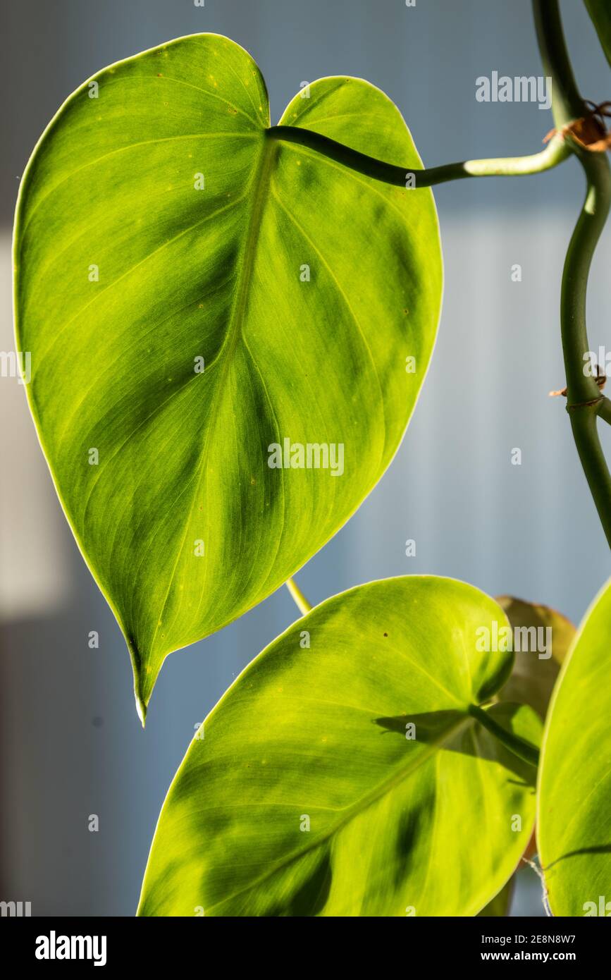 Sunlit Climbing Philodendron - Climbing Plant With Heart Leaf Stock Photo -  Alamy