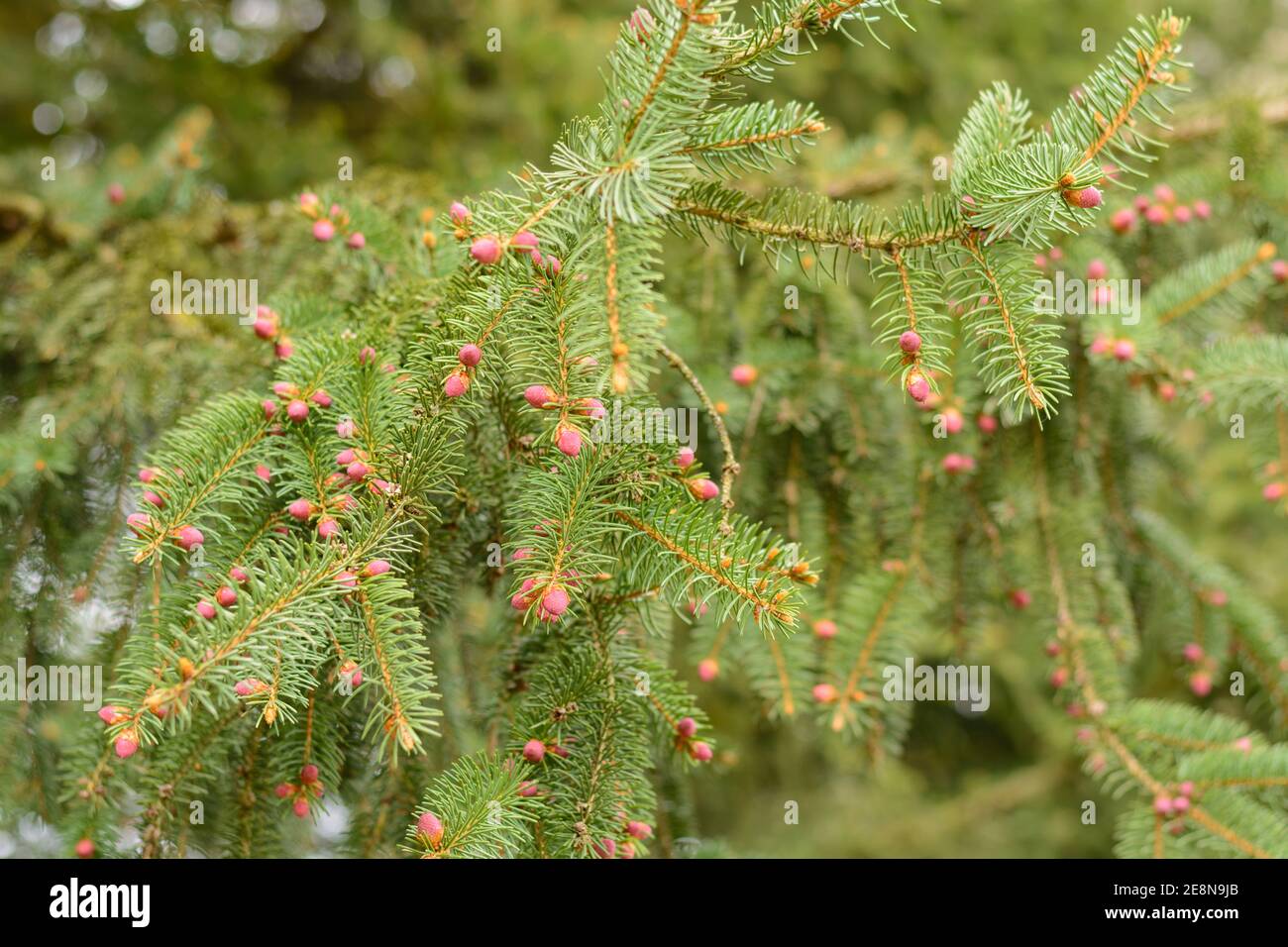 Norway Spruce - Young Spruce Cones As Flower Buds Stock Photo