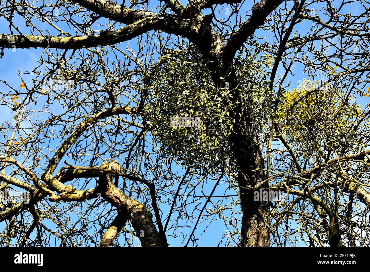 Mistletoe Ripe Mistletoe Therapy High Resolution Stock Photography and Images - Alamy