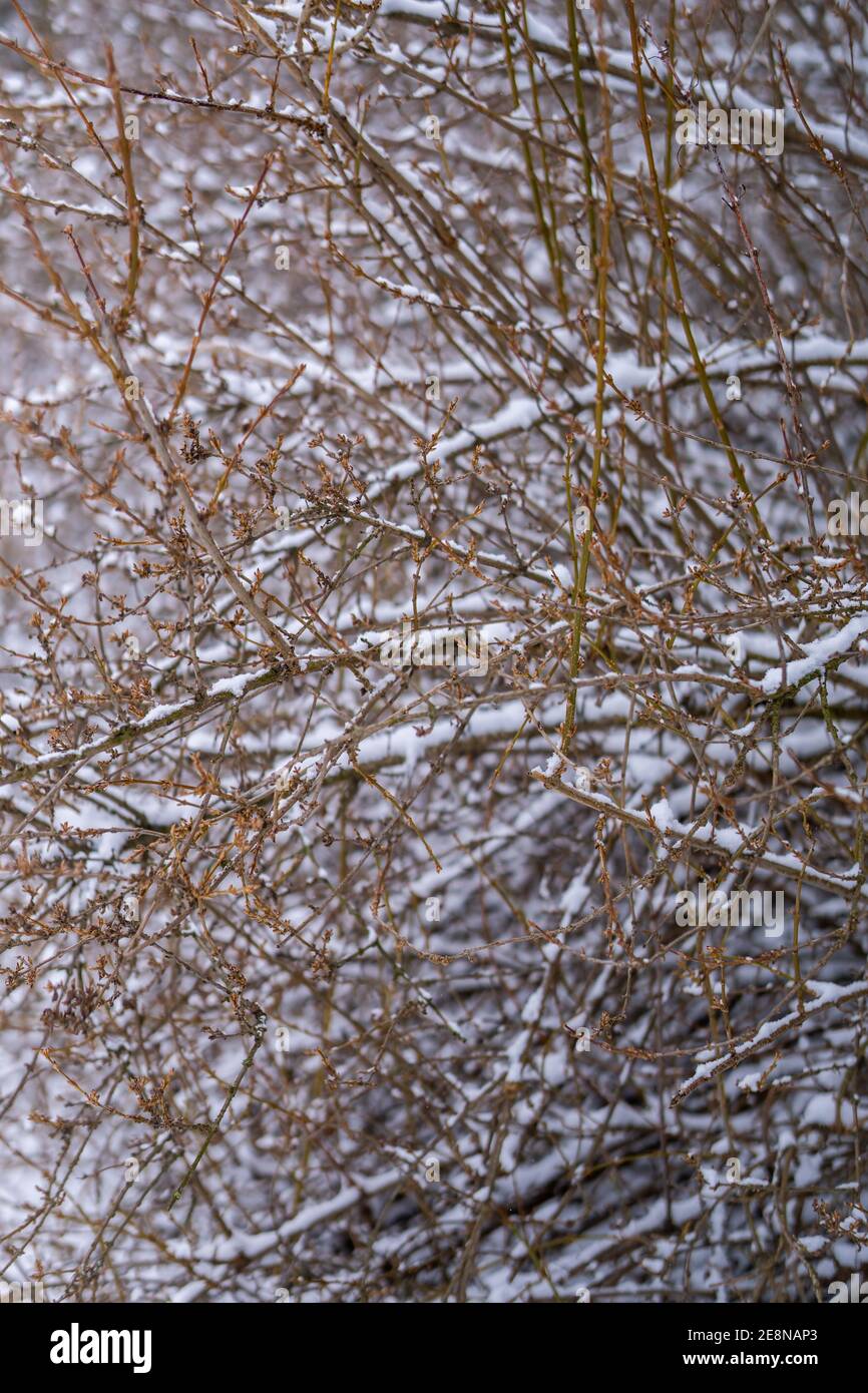 Trees shrubs covered in hi-res stock photography and images - Alamy