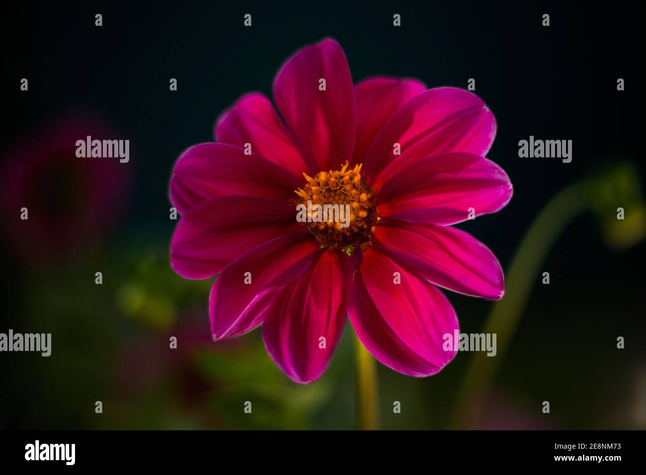 Closeup shot of backlit pink dahlia flower. Stock Photo