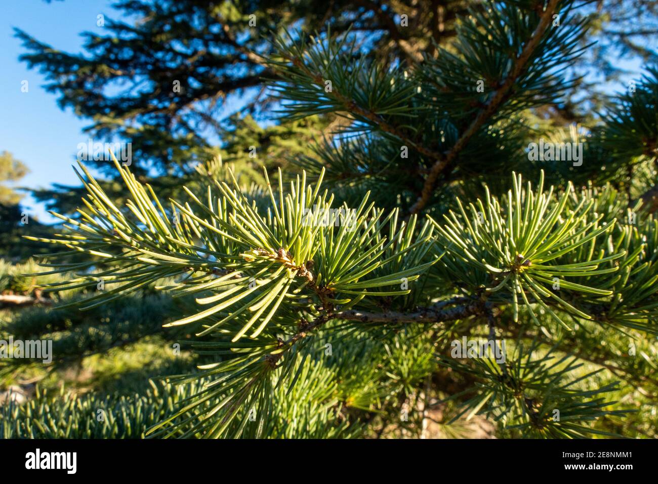 A selective focus shot of a pine tree branch against a blue sky Stock ...
