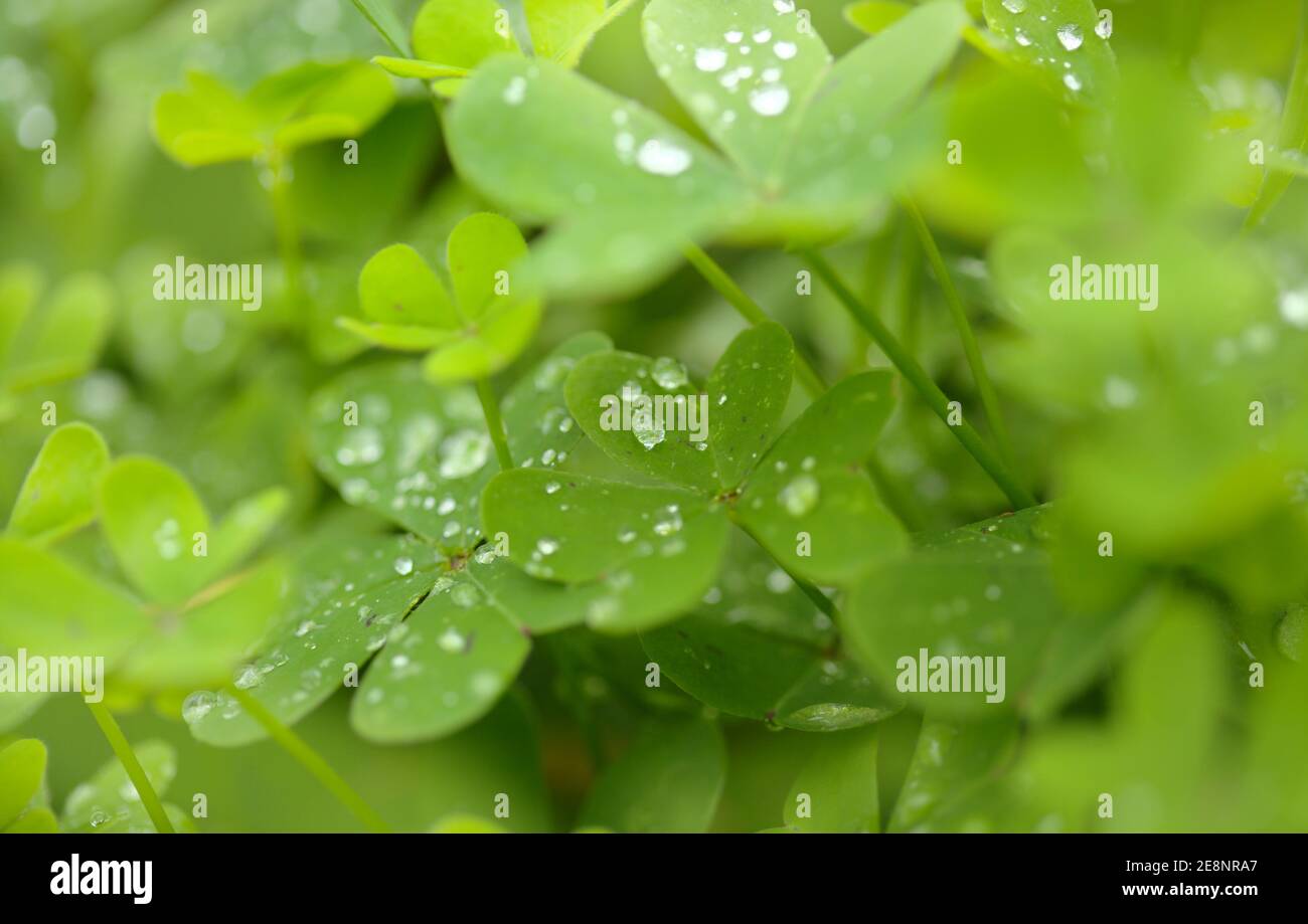 Flora of Gran Canaria -  Oxalis pes-caprae, invasive plant on the Canary Islands Stock Photo