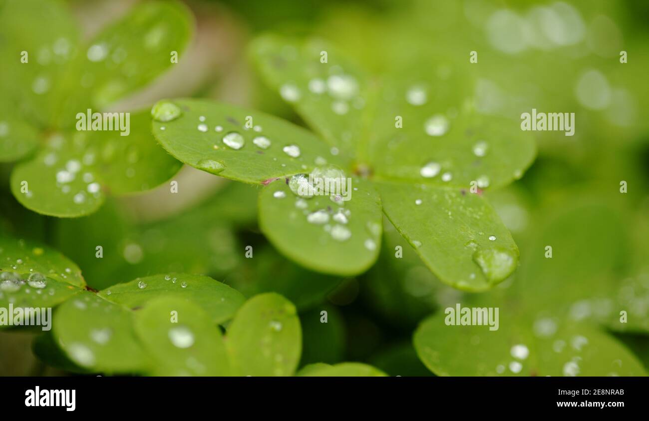 Flora of Gran Canaria -  Oxalis pes-caprae, invasive plant on the Canary Islands Stock Photo