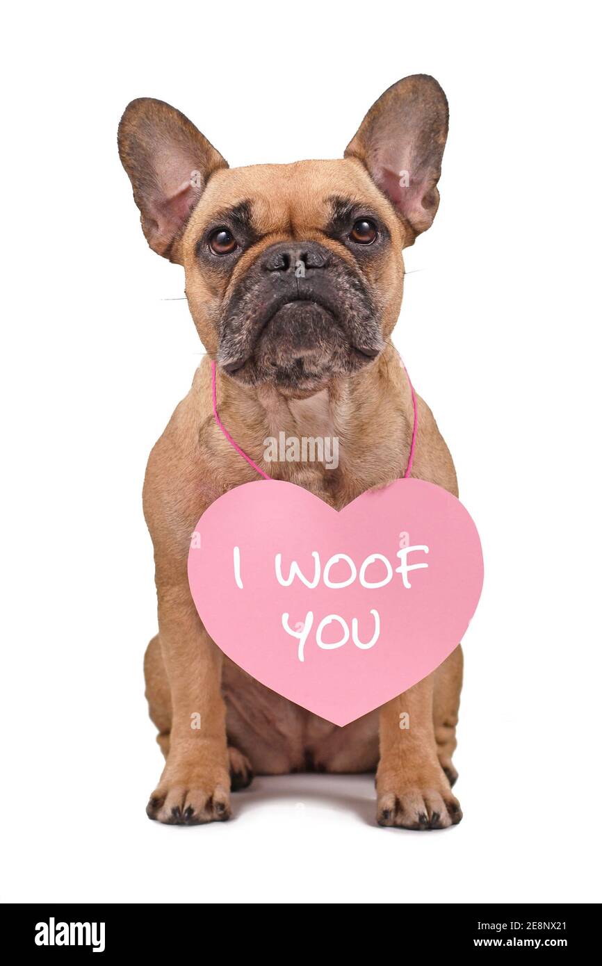 French Bulldog dog wearing Valentine's Day heart with text 'I woof you' around neck isolated on white background Stock Photo