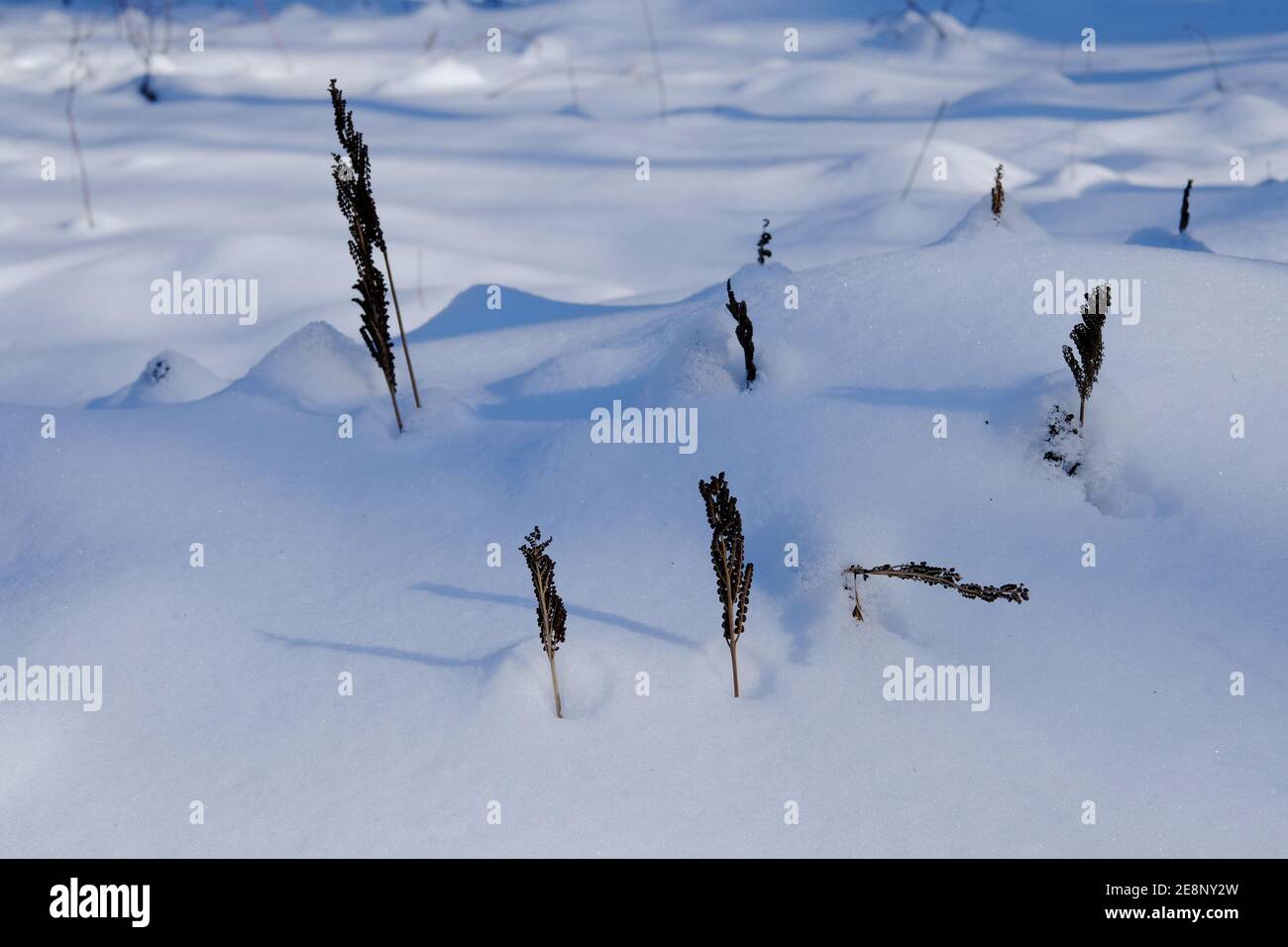 Dried grasses poking through fresh snow in the afternoon sun on a trail outside Ottawa, Ontario, Canada. Stock Photo