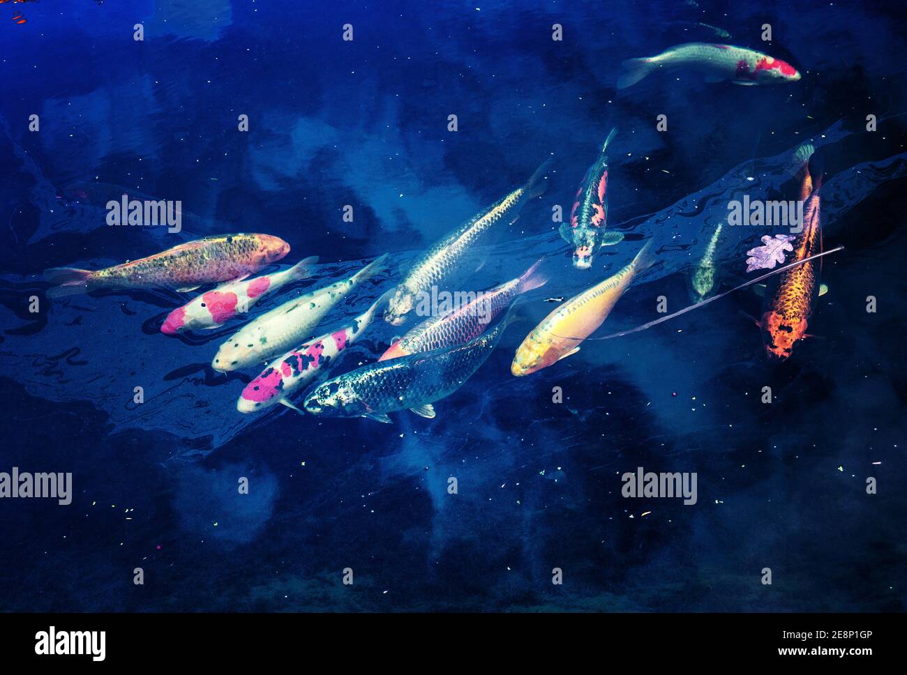 Koi and pond fish huddled together in their semihibernation state at