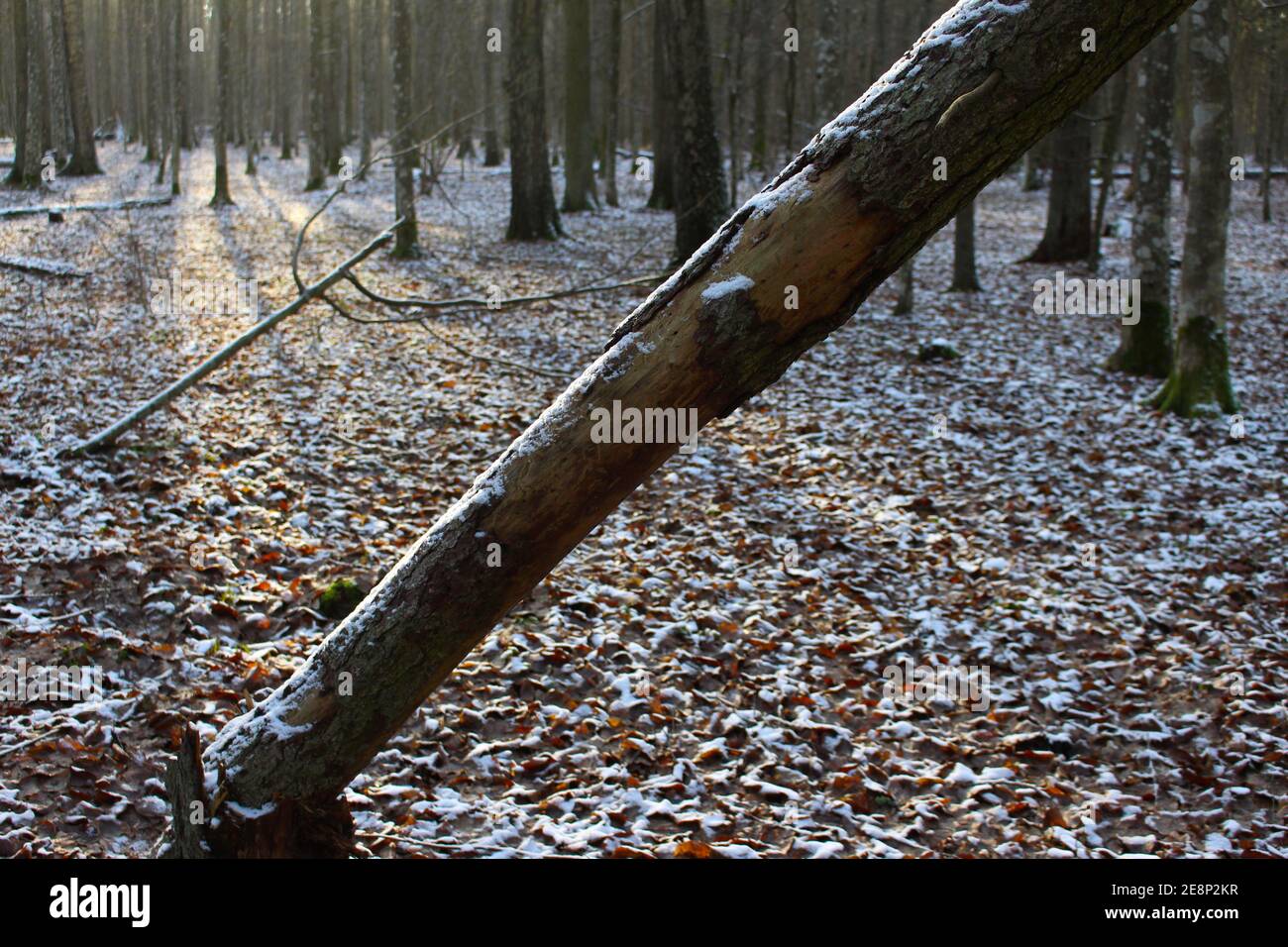 Bialowieża, winter time Stock Photo