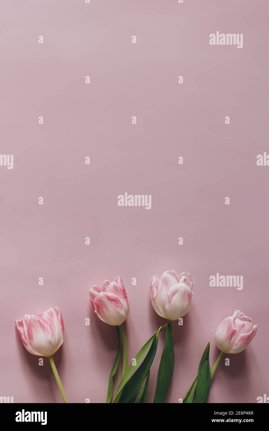 Natural styled stock photo. Feminine Easter, spring composition with tulips on pink table, wall background. Floral frame, border. Flat lay, top view Stock Photo